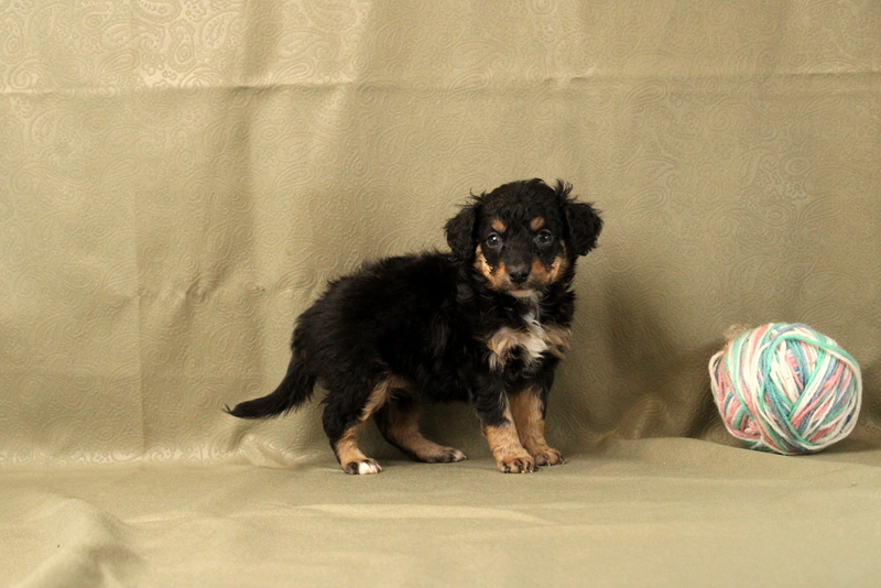 puppy, for, sale, Mini Bernedoodle F2, Matthew B. Stoltzfus, dog, breeder, Gap, PA, dog-breeder, puppy-for-sale, forsale, nearby, find, puppyfind, locator, puppylocator, aca